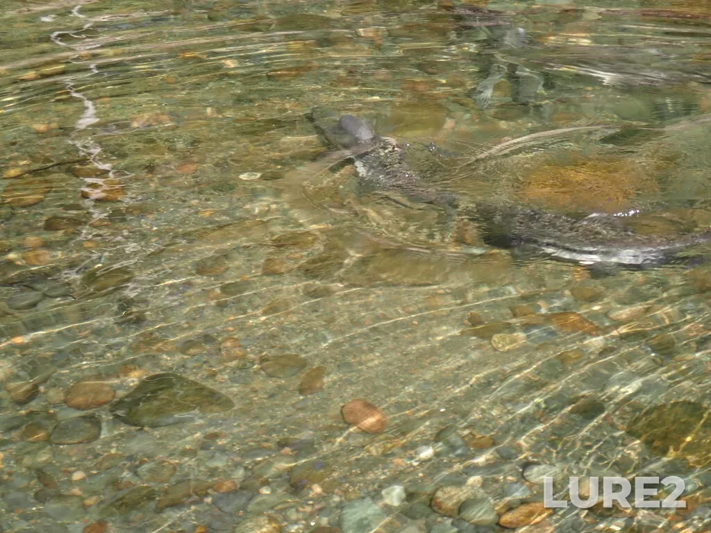 Pink salmon — Tsolum River, Sep 24, 2025, 2:45 PM