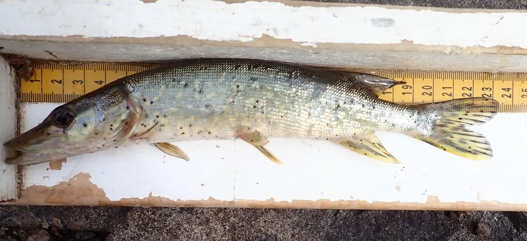 Pike, Walleye — Namewaminikan River, Aug 26, 2019