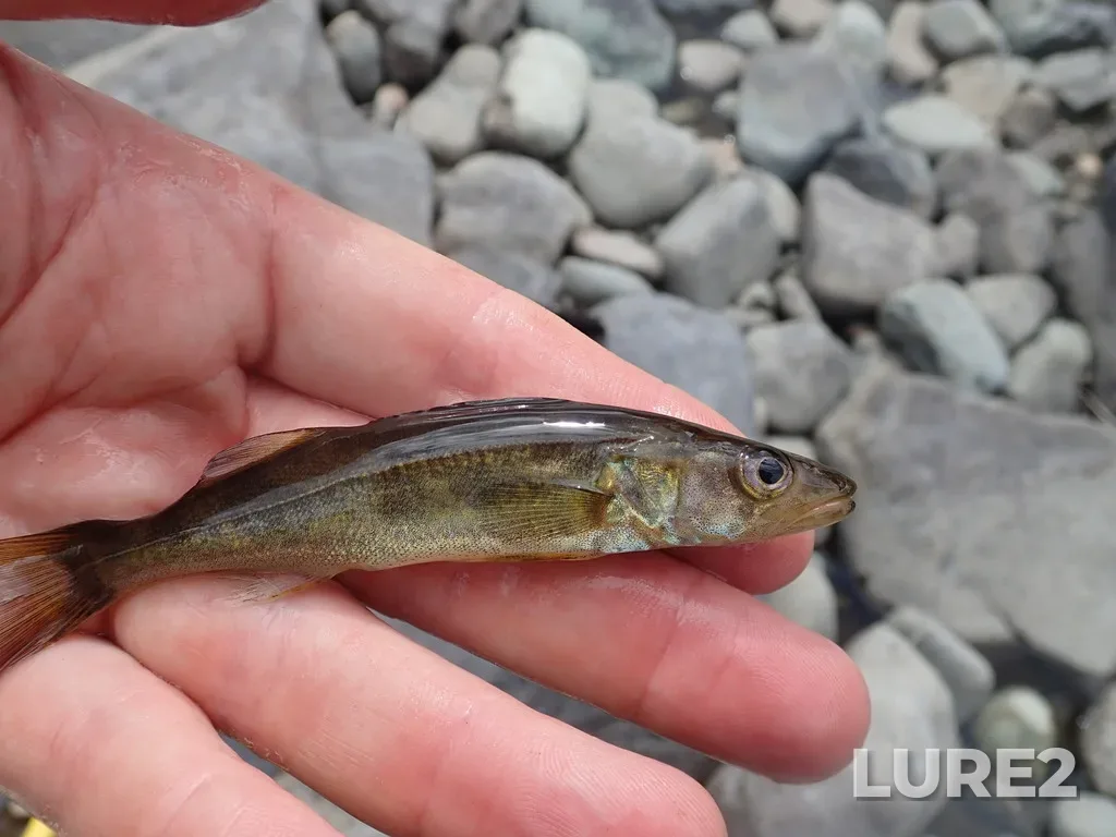 Walleye — Namewaminikan River, Aug 26, 2019, 12:28 PM