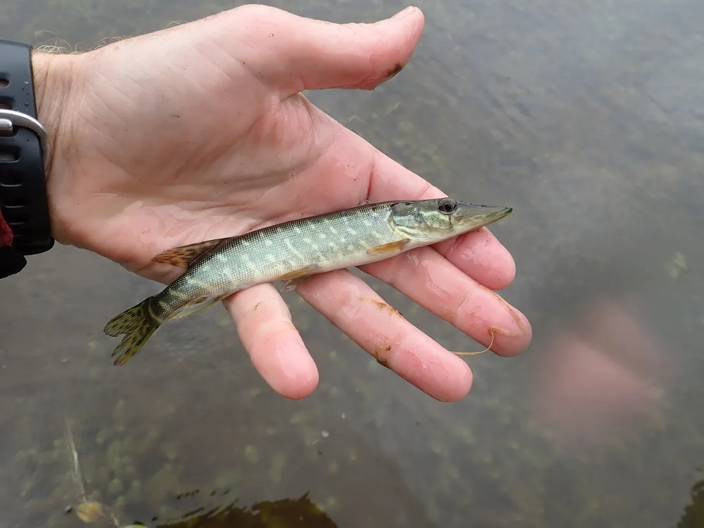 Pike — Namewaminikan River, Aug 27, 2019