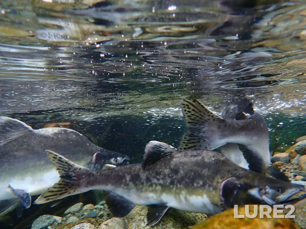 Pink salmon — Stawamus River, Sep 25, 2025, 10:27 AM