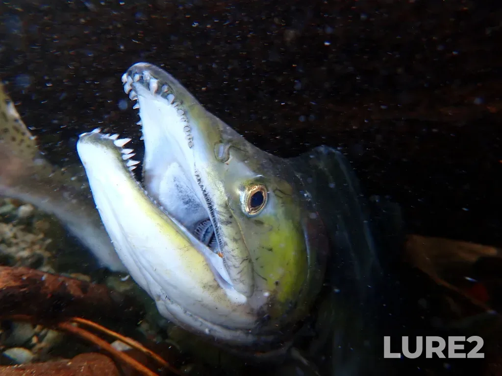 Pink salmon — Stawamus River, Sep 25, 2025, 10:17 AM