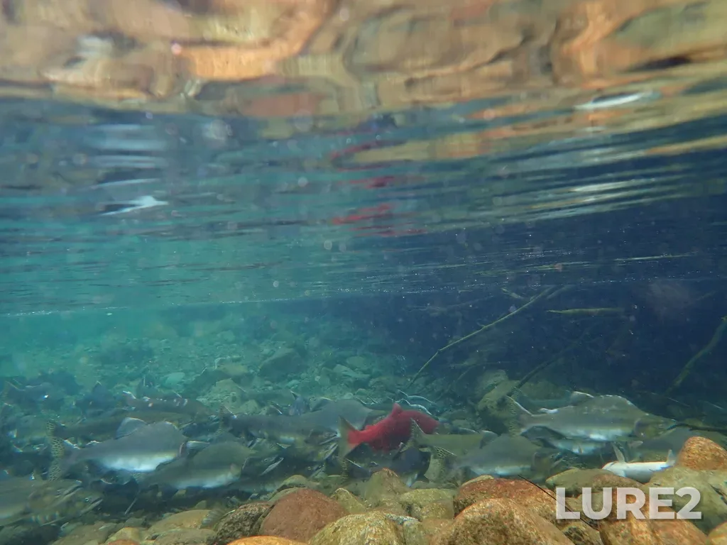 Sockeye salmon — Stawamus River, Sep 25, 2025, 10:32 AM