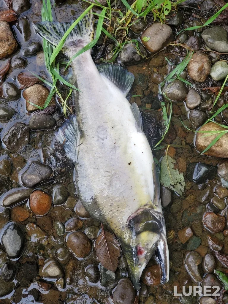 Pink salmon — Tsolum River, Sep 25, 2025, 3:52 PM