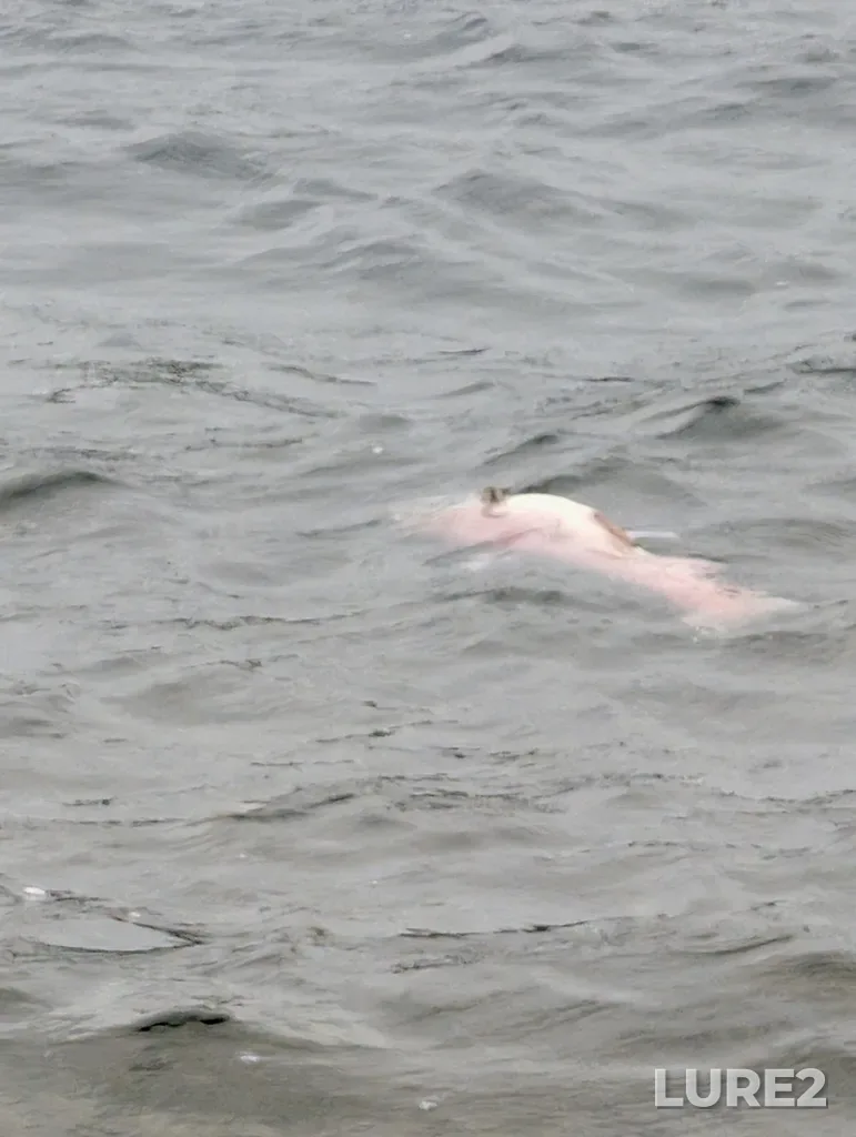 Sockeye salmon — Shuswap Lake, Sep 27, 2025, 9:50 AM