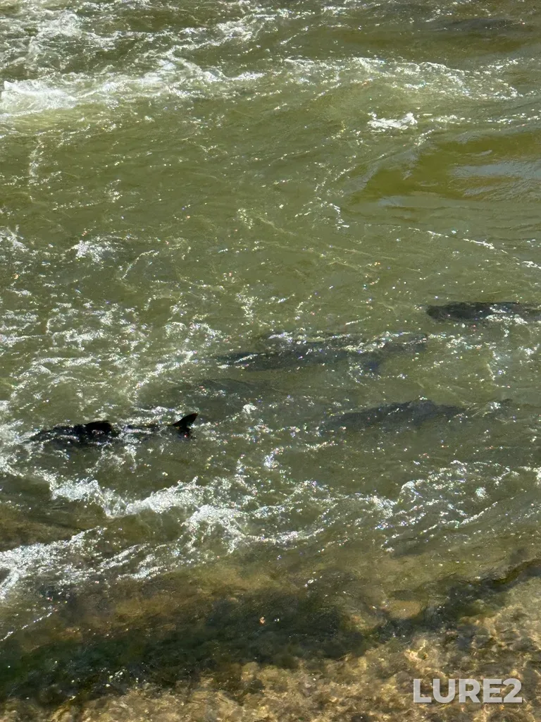 Chinook salmon — Ganaraska River, Sep 28, 2025, 10:14 AM