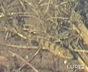 Yellow perch — Palmerston Lake, Sep 28, 2025, 11:18 AM