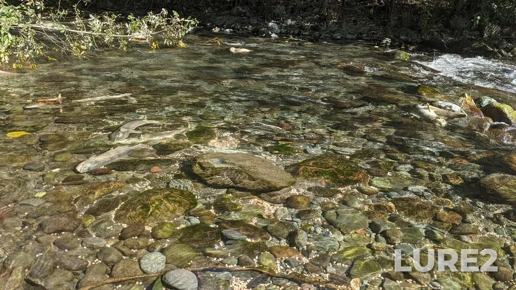 Pink salmon — Mamquam River, Sep 12, 2025, 2:21 PM