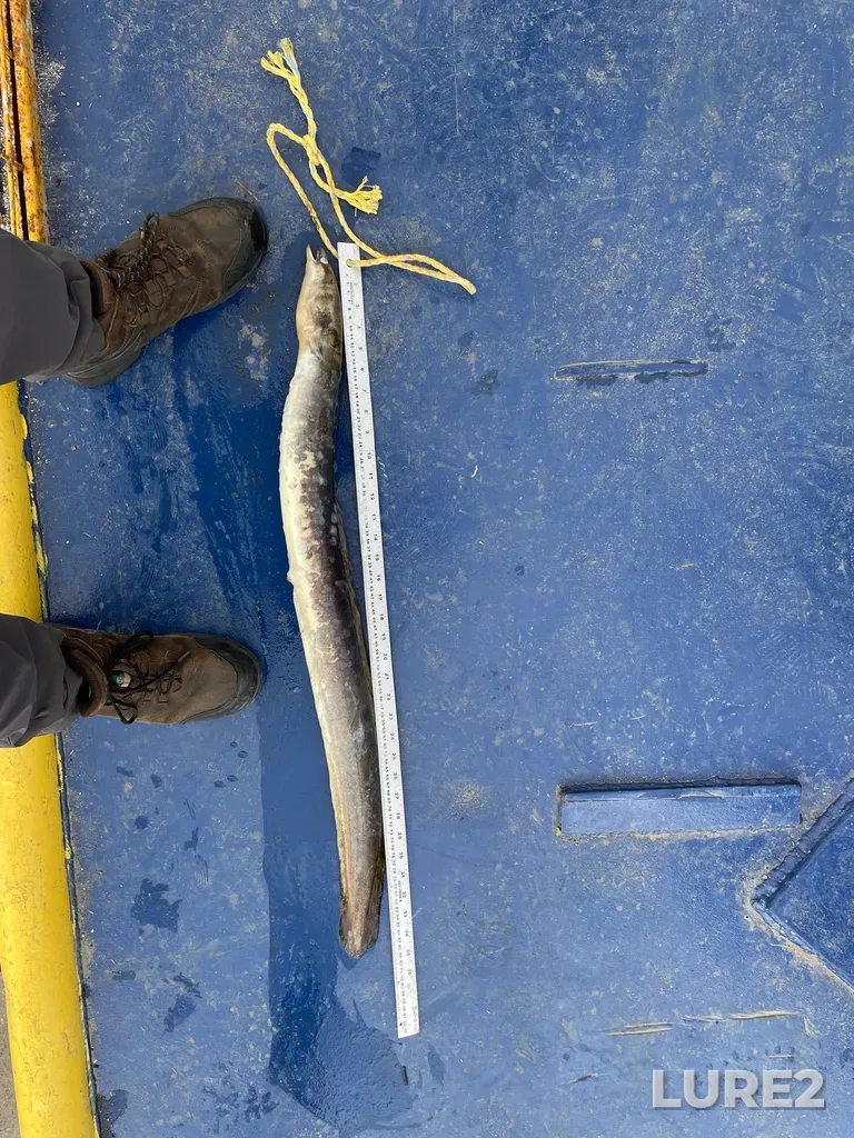 European eel — Ottawa River, Sep 26, 2025, 2:48 PM