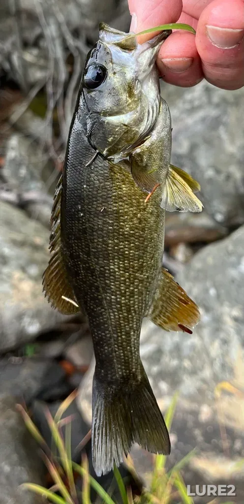Smallmouth bass — Fancy Lake, Sep 28, 2025, 1:07 PM