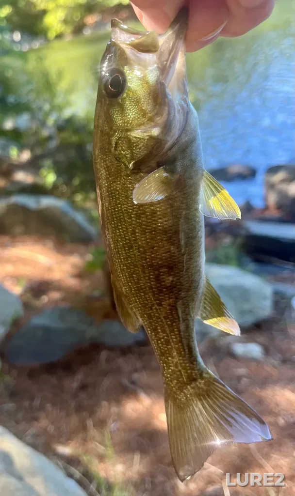 Smallmouth bass — Paper Mill Lake, Sep 12, 2025, 1:11 PM