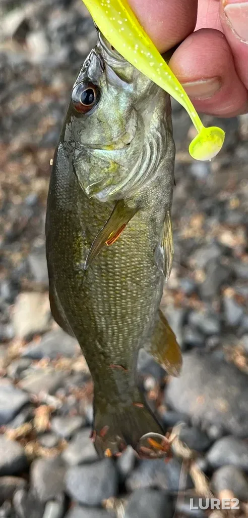Smallmouth bass — Fancy Lake, Sep 28, 2025, 11:45 AM