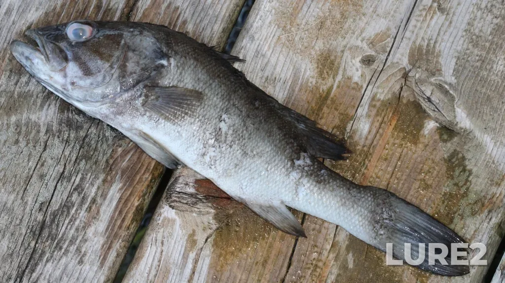 Smallmouth bass — Seymour Lake, Sep 29, 2025, 1:53 PM