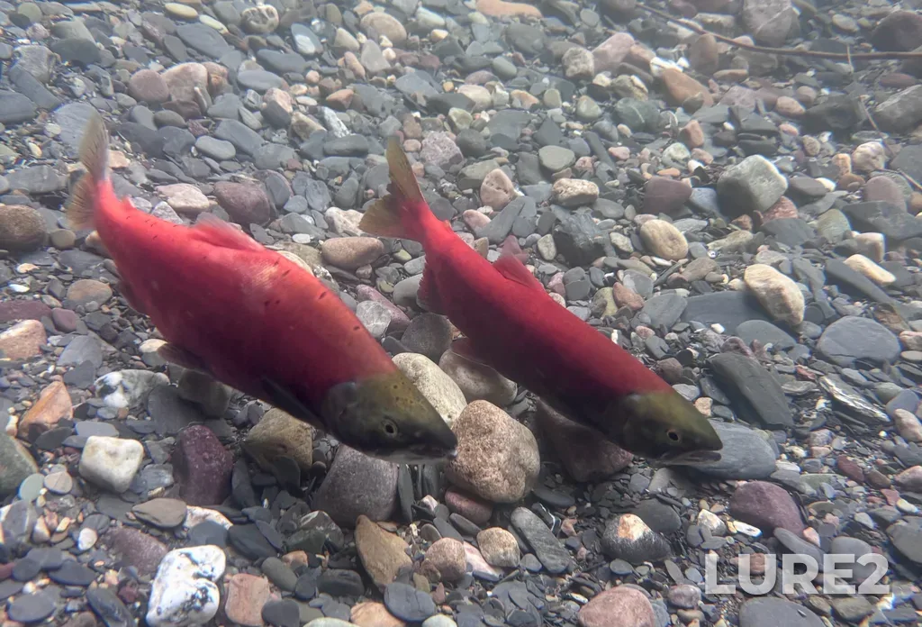 Sockeye salmon — Canyon Creek, Sep 29, 2025, 1:34 PM
