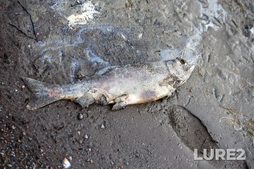 Pink salmon — Thompson River, Sep 27, 2025, 3:57 PM
