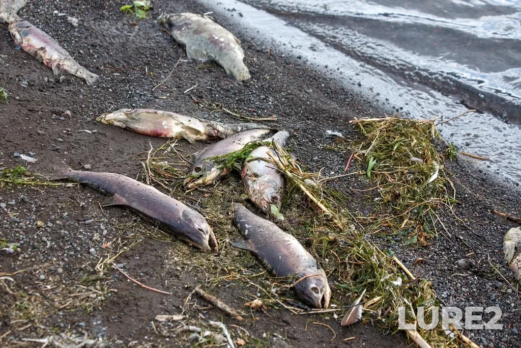 Pink salmon — Thompson River, Sep 27, 2025, 4:06 PM