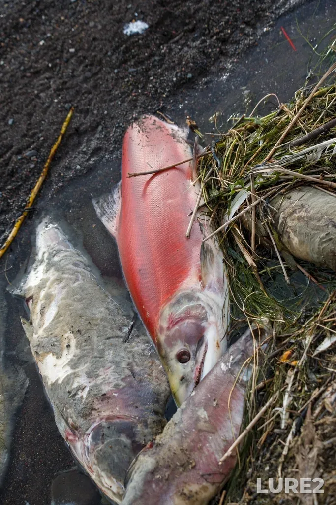 Sockeye salmon — Thompson River, Sep 27, 2025, 4:18 PM