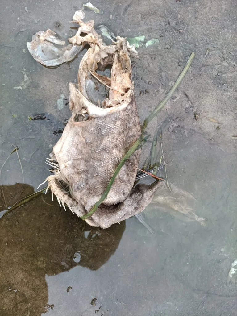 Tench — Rivière aux Brochets, Sep 6, 2025