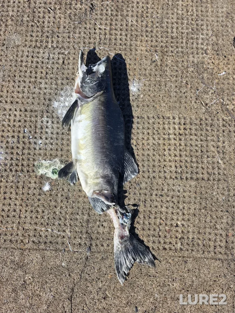 Pink salmon — St. Marys River, Sep 30, 2025, 11:57 AM