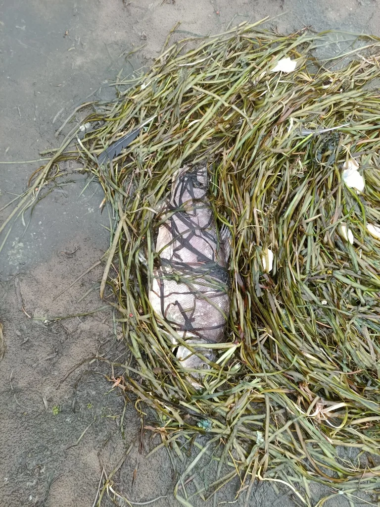 Tench — Rivière aux Brochets, Sep 6, 2025