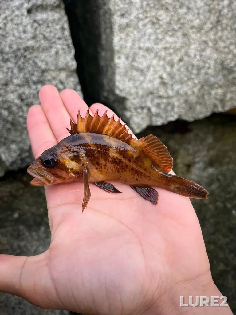 Rockfish — Victoria Outer Harbour, Sep 30, 2025, 9:22 AM