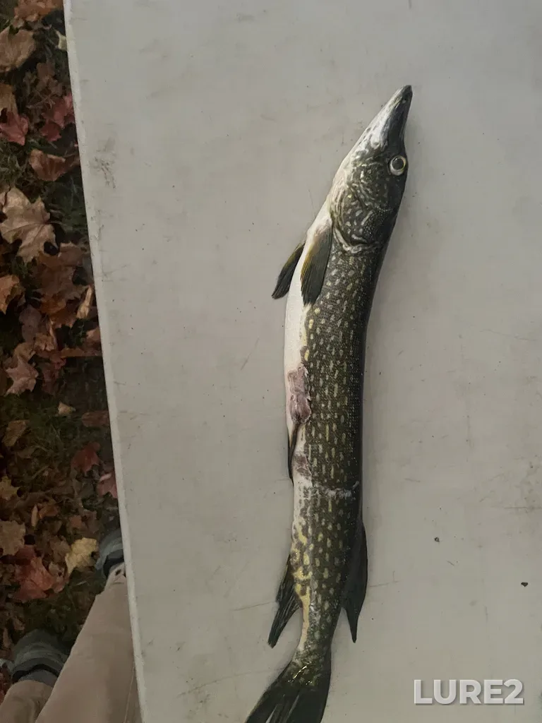 Pike — Opinicon Lake, Sep 29, 2025, 7:03 PM