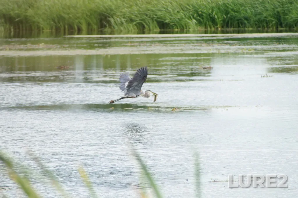 Carp — Chenal de l'Est, Sep 07, 2025, 1:21 PM