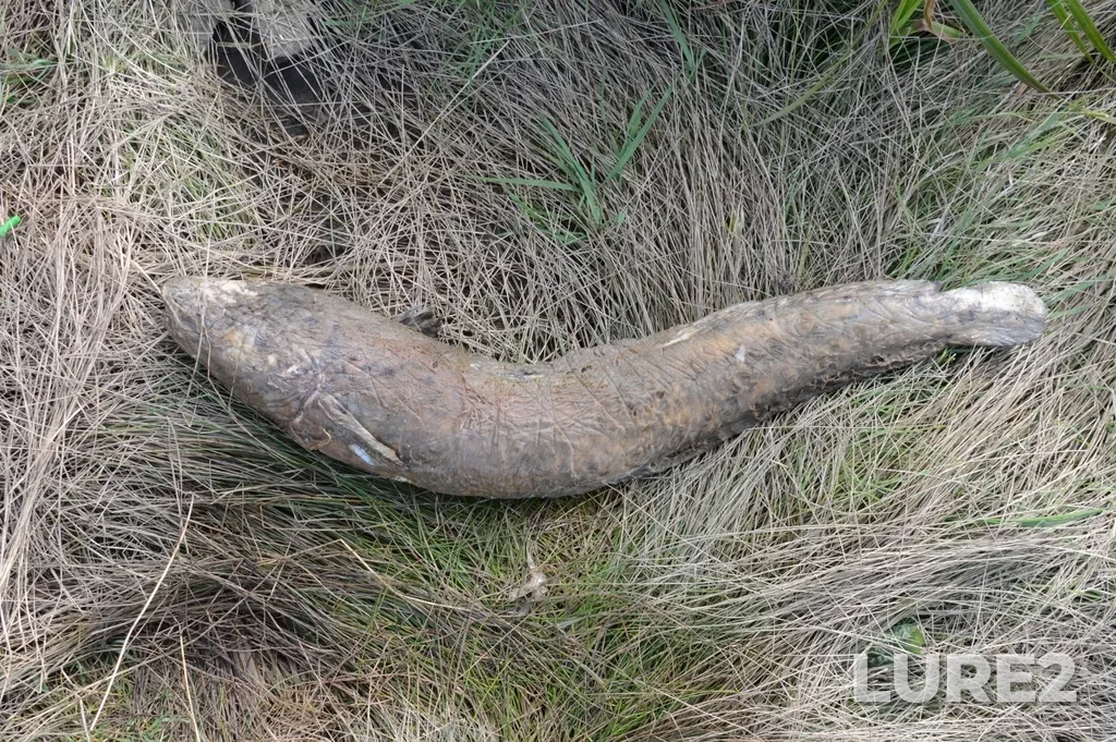 Burbot — Kama, Sep 30, 2025, 11:47 AM
