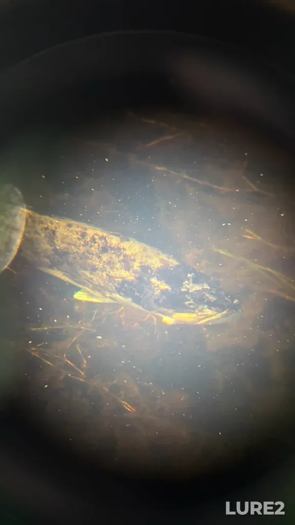 Largemouth bass — Lac Magog, Oct 01, 2025, 4:58 PM