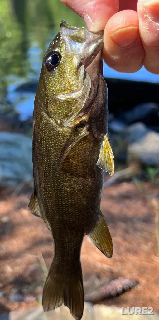 Smallmouth bass — Paper Mill Lake, Sep 12, 2025, 1:08 PM