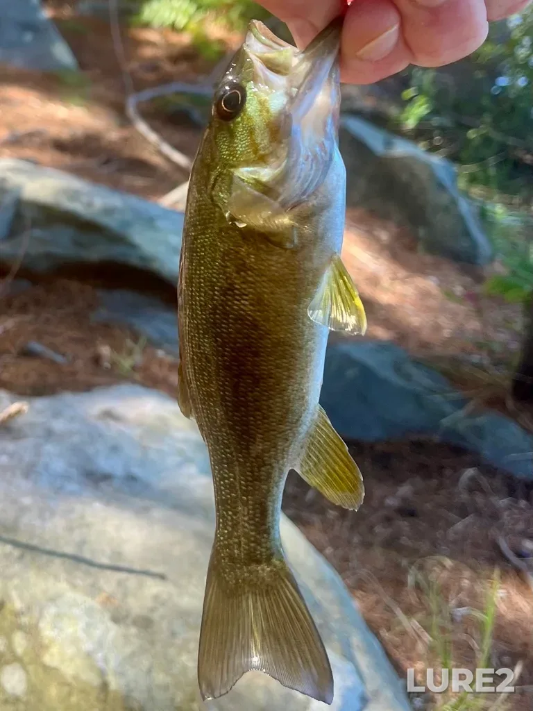 Smallmouth bass — Paper Mill Lake, Sep 12, 2025, 1:11 PM
