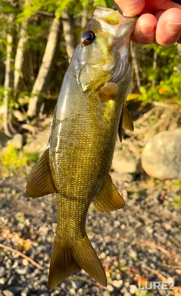 Smallmouth bass — Fancy Lake, Oct 02, 2025, 7:57 AM