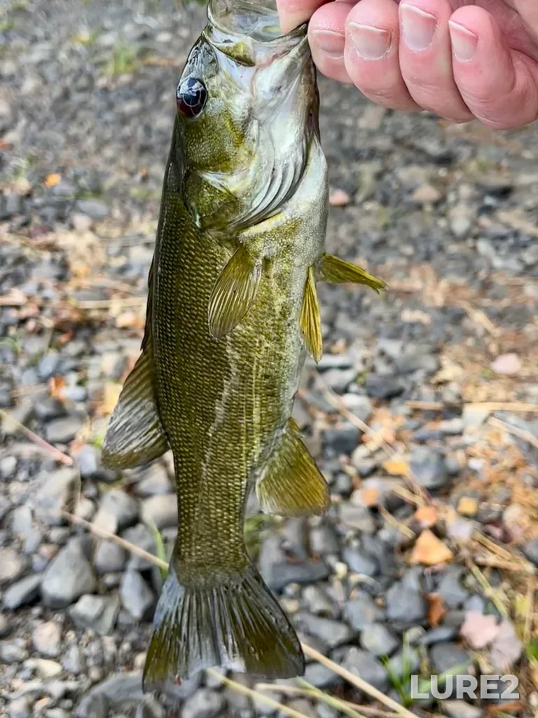 Smallmouth bass — Fancy Lake, Oct 02, 2025, 1:53 PM
