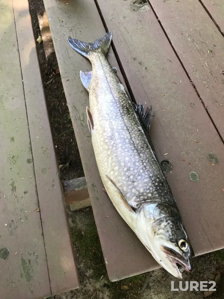 Lake trout — Lake Huron, Aug 31, 2019, 3:29 PM