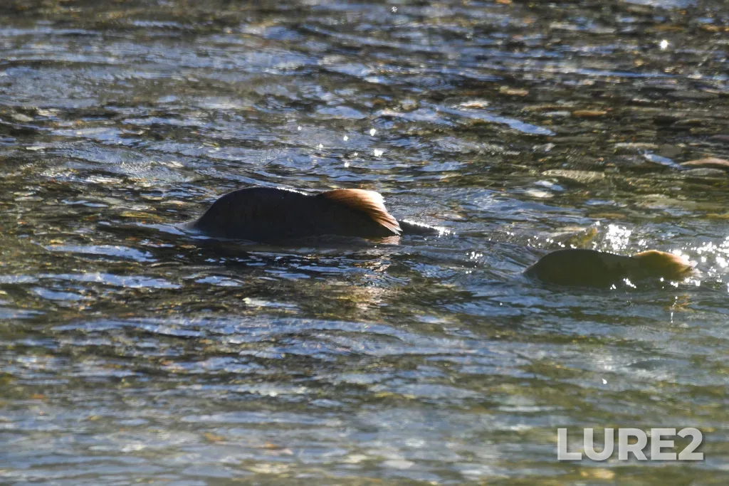 Pink salmon — Vedder River, Oct 05, 2025, 12:19 PM