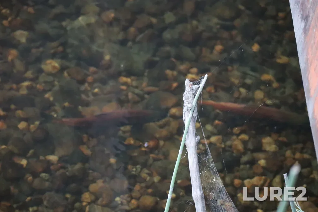 Sockeye salmon — Mission Creek, Oct 01, 2025, 1:47 PM
