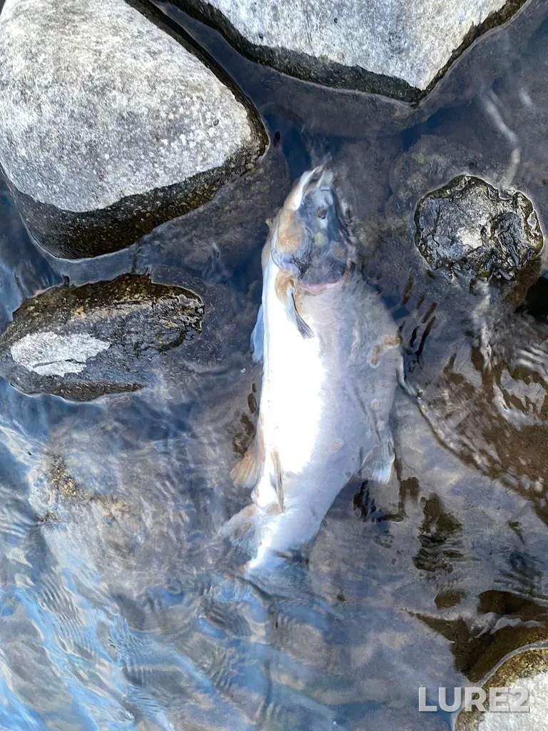 Pink salmon — Thompson River, Sep 30, 2025, 6:30 PM