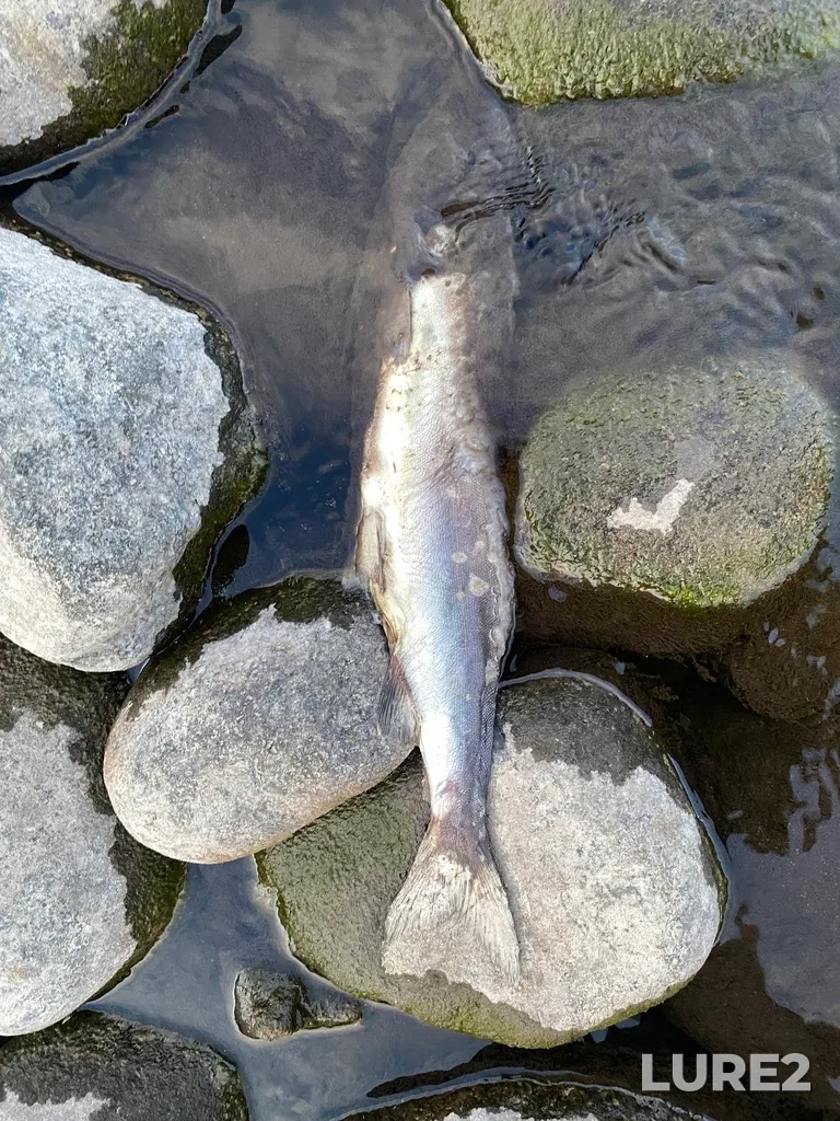 Pink salmon — Thompson River, Sep 30, 2025, 6:31 PM