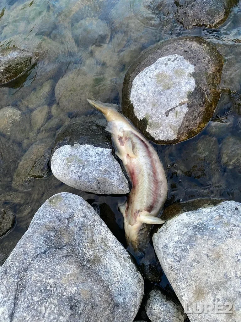 Pink salmon — Thompson River, Sep 30, 2025, 6:33 PM