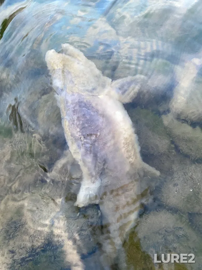 Pink salmon — Thompson River, Sep 30, 2025, 6:33 PM