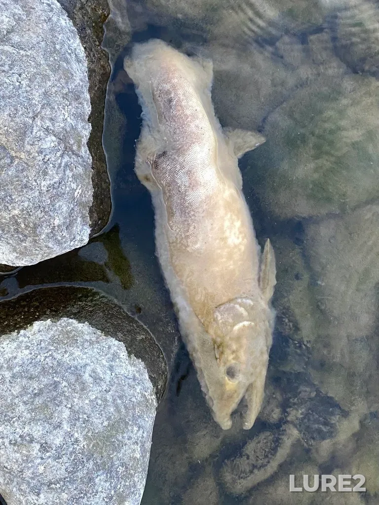 Pink salmon — Thompson River, Sep 30, 2025, 6:34 PM