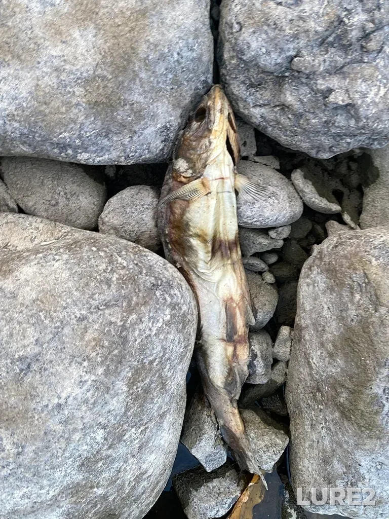 Pink salmon — Thompson River, Sep 30, 2025, 6:34 PM