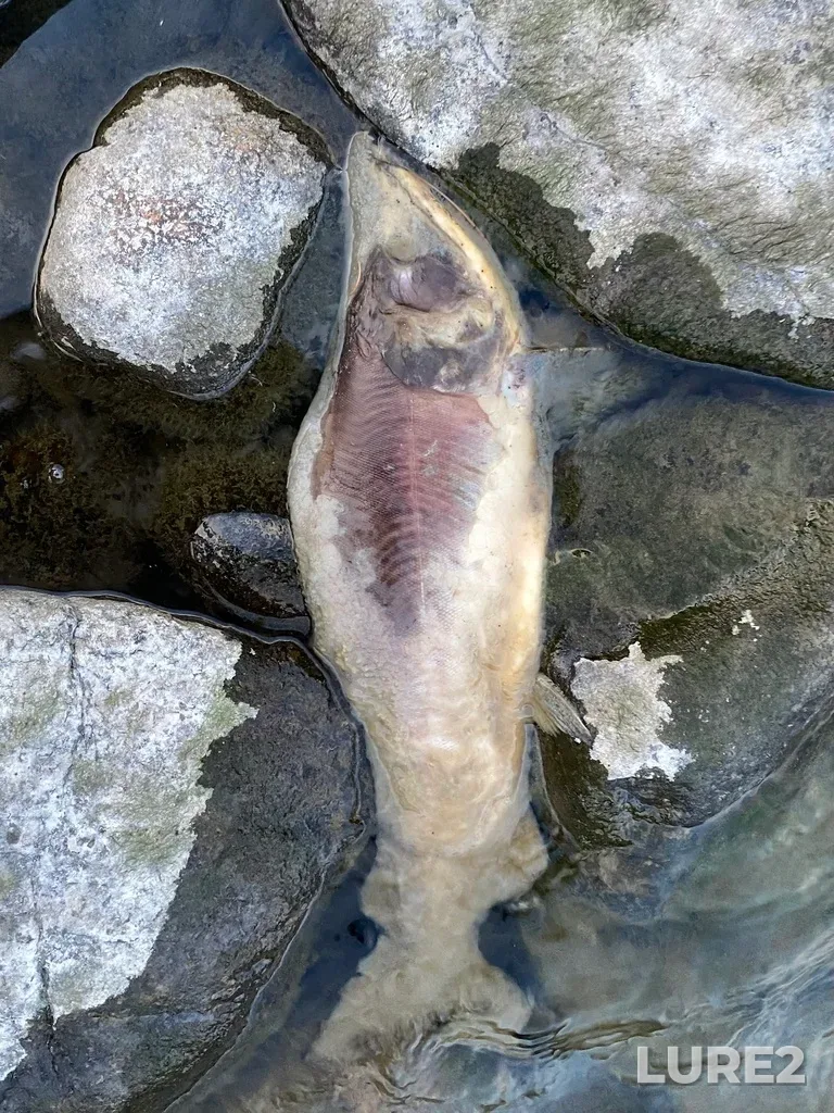 Pink salmon — Thompson River, Sep 30, 2025, 6:34 PM