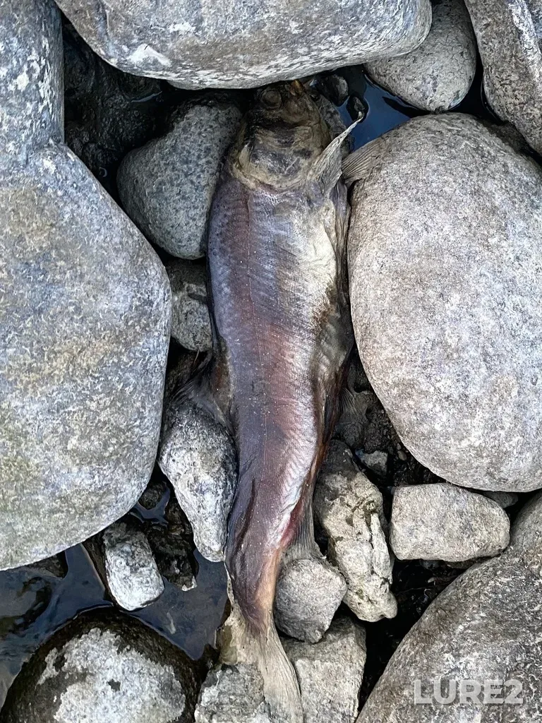 Pink salmon — Thompson River, Sep 30, 2025, 6:34 PM