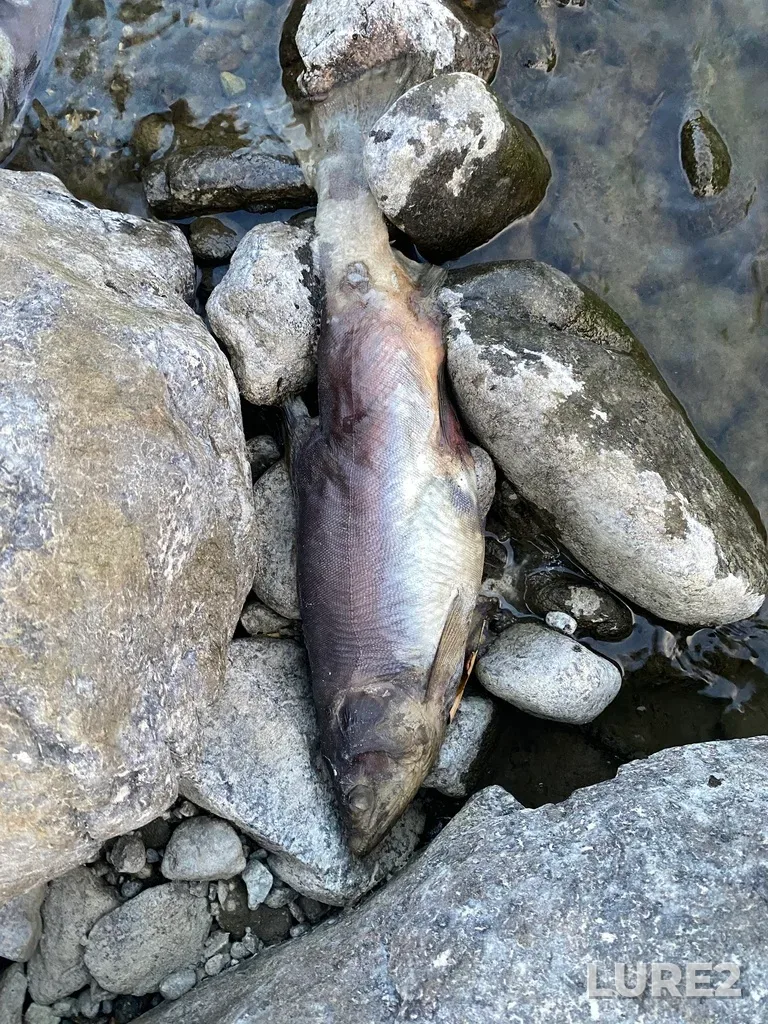 Pink salmon — Thompson River, Sep 30, 2025, 6:34 PM
