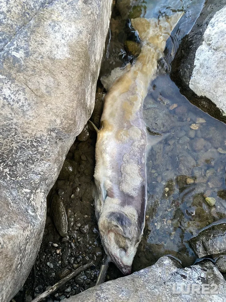 Pink salmon — Thompson River, Sep 30, 2025, 6:35 PM