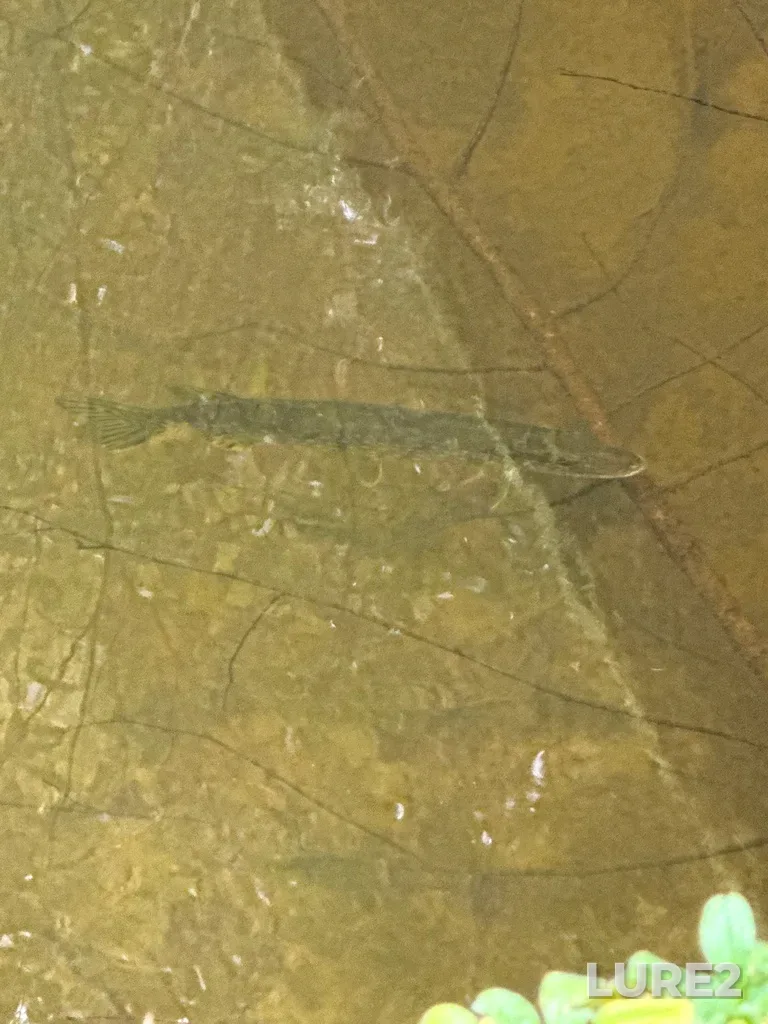 Pike — Otvod, Oct 06, 2025, 1:50 PM