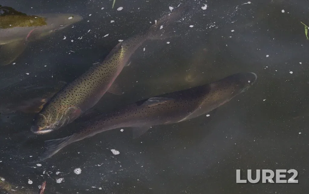 Coho salmon — Quinsam River, Oct 04, 2025, 9:52 AM