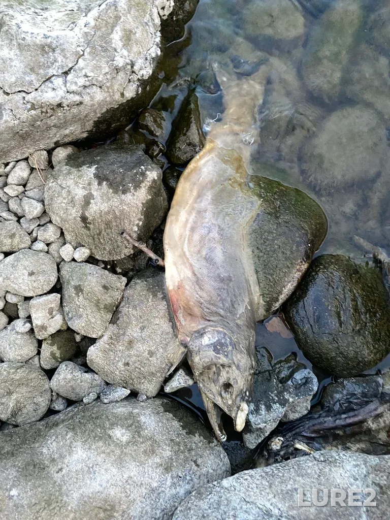 Pink salmon — Thompson River, Sep 30, 2025, 6:35 PM