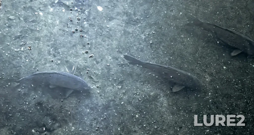 Carp — Schneider Creek, Oct 06, 2025, 7:59 AM
